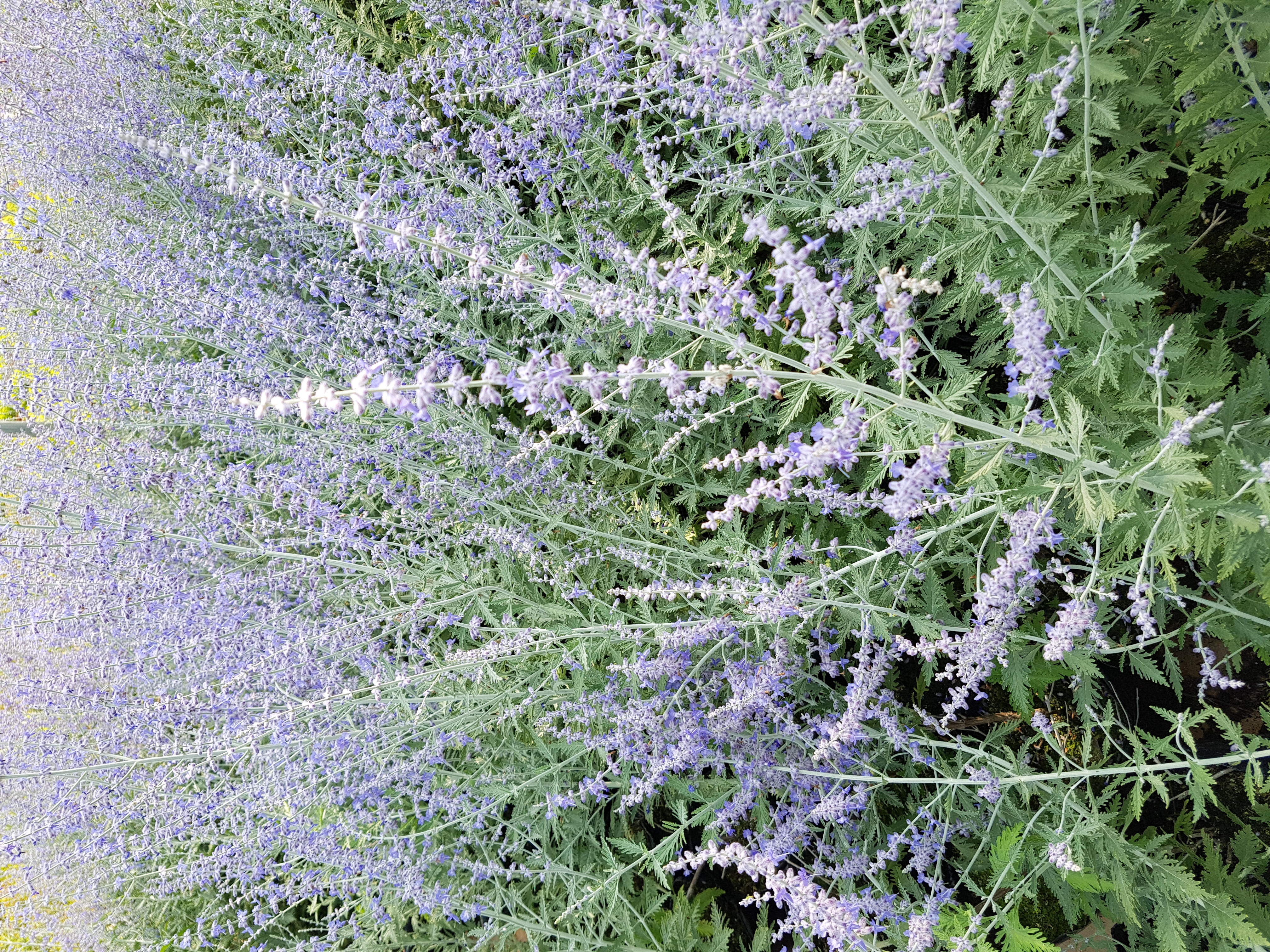 Perovskia atriplicifolia 'Silvery Blue'